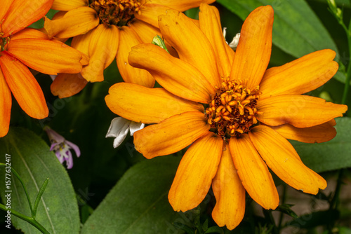 yellow flower in the garden