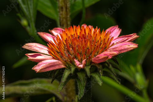 flower of a flower