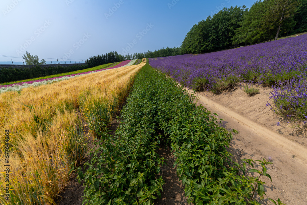 Obraz premium 北海道 夏 富良野 美瑛 ファーム 富田 カラフル 四季彩の丘 ラベンダー 紫 コスモス 花