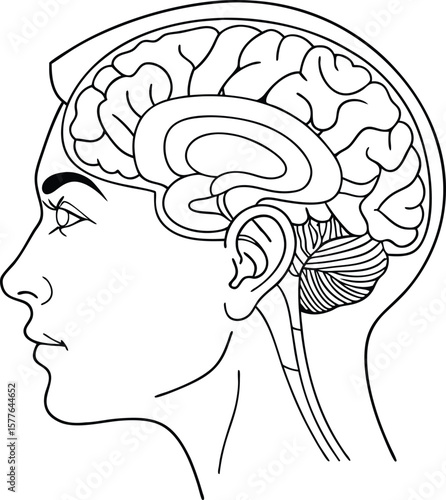 Human head profile with brain anatomy medical illustration