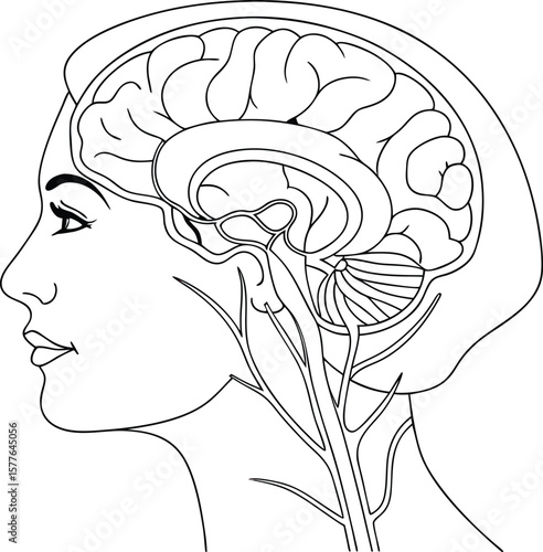 Human head profile with brain and blood vessels cerebellum