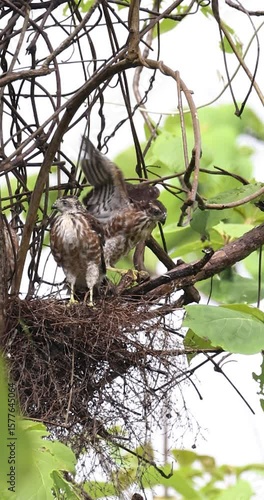 Watchful Wings: Two Juvenile Besra cub in Forest Canopy