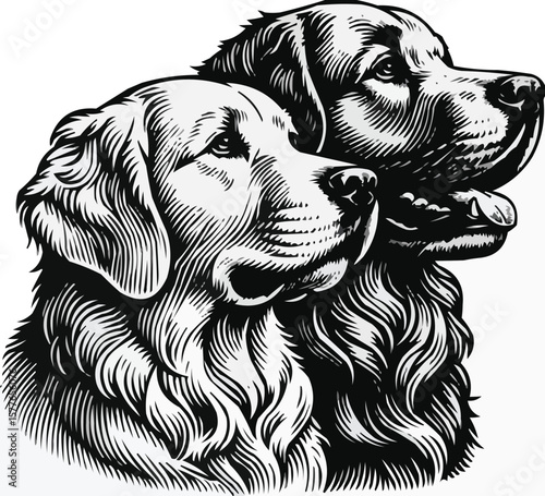 Vector art of two golden retriever dogs are depicted in a detailed black and white portrait