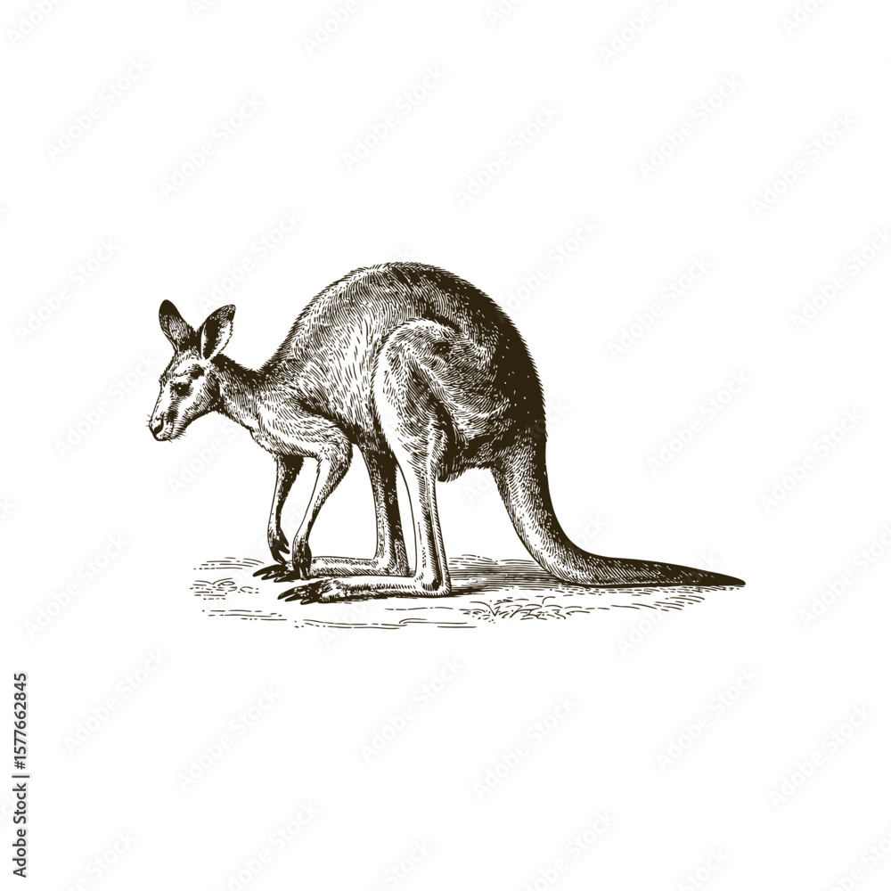 Fototapeta premium Vintage engraving woodcut Kangaroo vector illustration art design