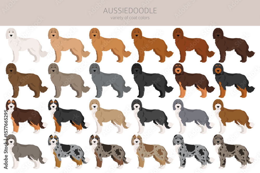Obraz premium Aussiedoodle clipart. Australian Shepherd Poodle mix. Different coat colors set. Vector illustration
