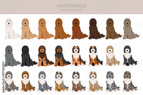 Aussiedoodle clipart. Australian Shepherd Poodle mix. Different coat colors set.  Vector illustration