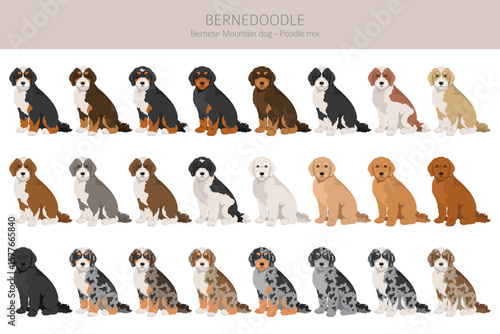 Bernedoodle dog mix clipart. All coat colors set.  Bernese moountain dog poodle mix. Vector illustration