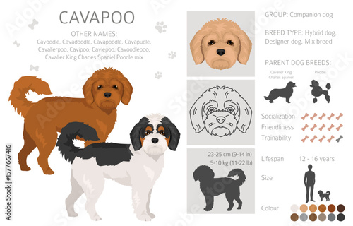 Cavapoo, Cavoodle clipart. Cavalier King Charles Spaniel Poodle mix. Different coat colors set.  Vector illustration