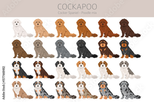 Cockapoo mix breed clipart. Cocker spaniel Poodle mix. All possible coat colors set. Vector illustration