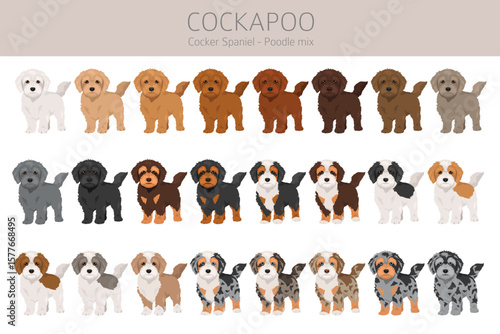 Cockapoo mix breed clipart. Cocker spaniel Poodle mix. All possible coat colors set. Vector illustration
