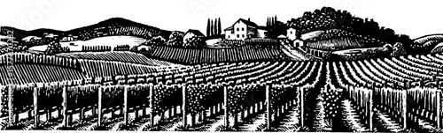 Rolling vineyard hills in rustic woodcut style in black and white for depicting European countryside