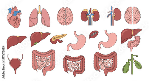Illustration showing various human internal organs including heart and brain