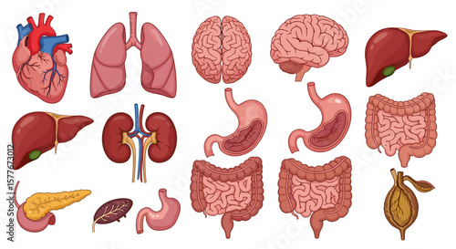 Illustration of human internal organs including heart lungs brain and stomach