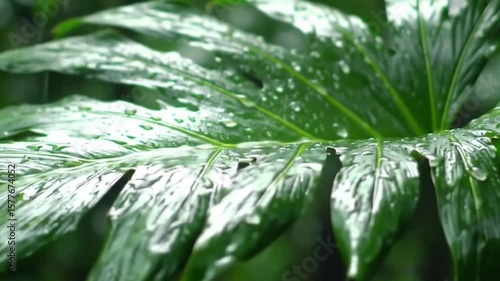 Light Rain on Tropical Leaf – Cinematic Macro Nature Footage
