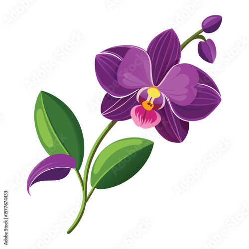 vector illustration of a purple orchid flower.