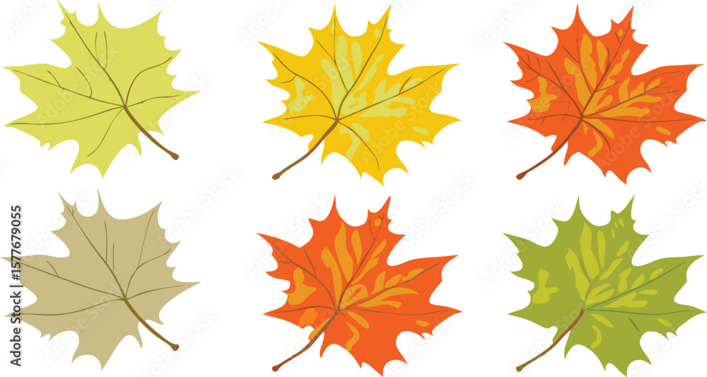 Fototapeta premium Six Colorful Autumn Maple Leaves Illustration