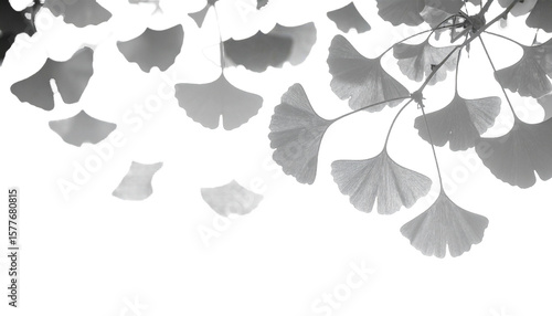 Ginkgo Leaf Shadow Overlay on Transparent Background, Shadow Overlay Effect for Poster Photo Interior Backdrop Mock Up.  