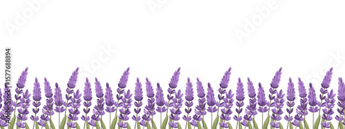 Lavender flowers border on white background. Lavender flower meadow seamless pattern. Illustration.