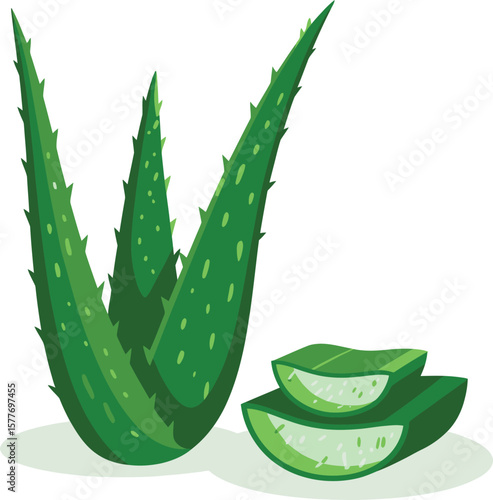 Vector illustration flat of Aloe vera cutting leaves with sliced and gel drops isolated on white background. Aloe vera plant herb nature 