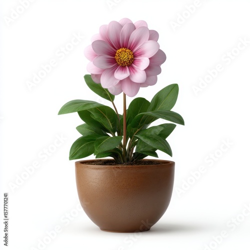 Wallpaper Mural A beautiful pink dahlia flower with lush green leaves in a terracotta pot isolated on white background Torontodigital.ca