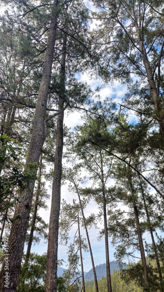 Fototapeta premium Tall Pine Trees in Mountain Forest