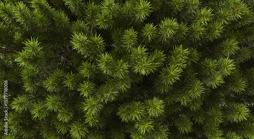 Dense texture of vibrant green pine needles for seamless nature background and design