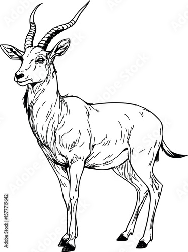 Drawing of an Antelope ideal for coloring
