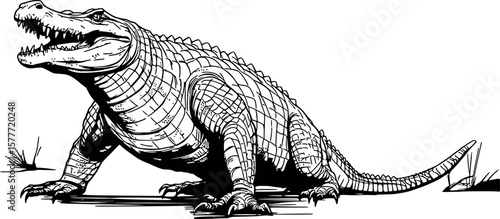 hand drawn illustration of a crocodile