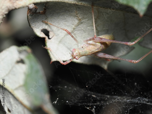 La Phaneroptera nana es un saltamontes verde meridional que se encuentra en Europa, el norte de África y Asia. Las hembras poseen un ovipositor en forma de hoz. Miden hasta 18 mm.

