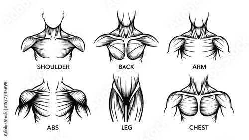 Anatomical Human Muscle Set Black and White Body Anatomy, Chest, Arm, Leg, Back