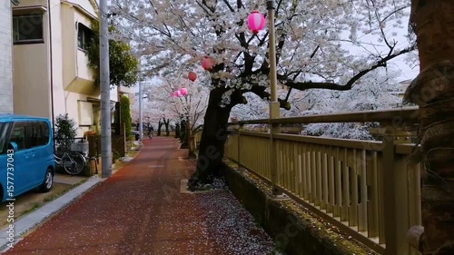 Cherry blossom trees along a river in Japan
