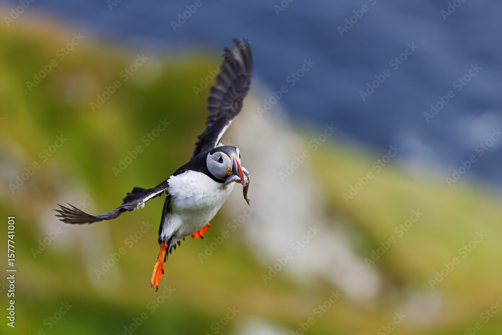 Obraz premium Atlantic puffin Fratercula arctica flying with fish catch over ocean waves