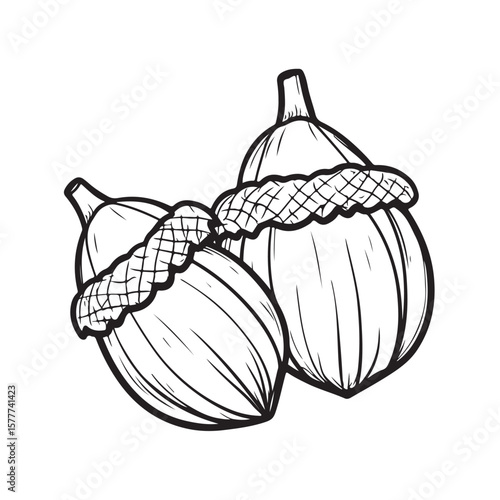 Acorns vector silhouette, acorns outline coloring book page line art drawing, featuring an outline drawing of an acorn, Acorns in a line drawing style