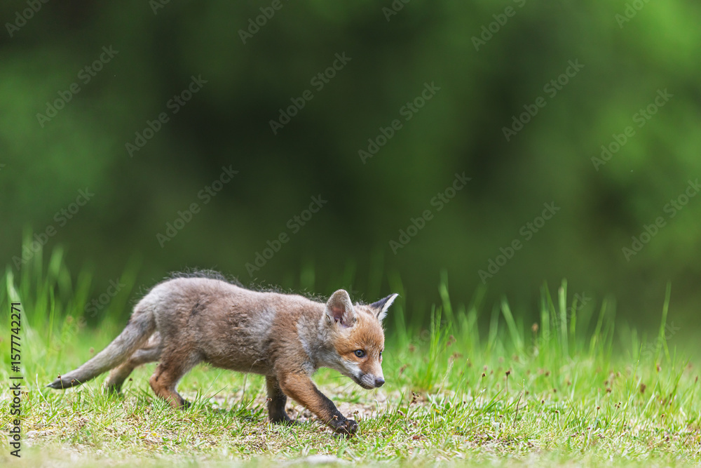 Fototapeta premium Red fox cub (Vulpes vulpes) slowly walking through fresh green grass