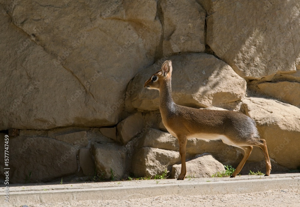 Photography Kirk's dik-dik