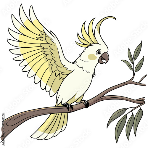 parrot on white background