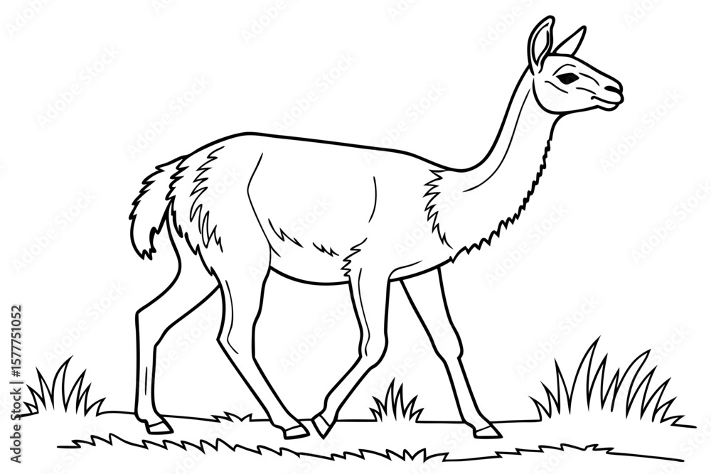 Fototapeta premium coloring page line art the vicuna black vector
