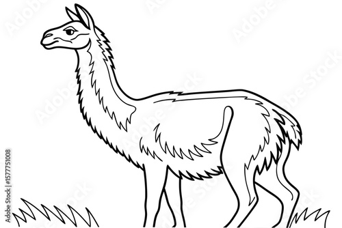 coloring page line art the vicuna black vector