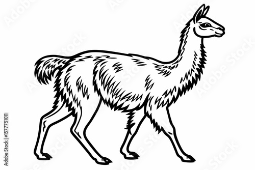 coloring page line art the vicuna black vector