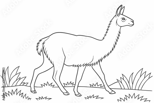 coloring page line art the vicuna black vector
