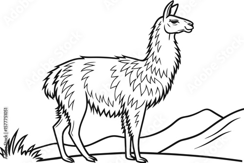 coloring page line art the vicuna black vector