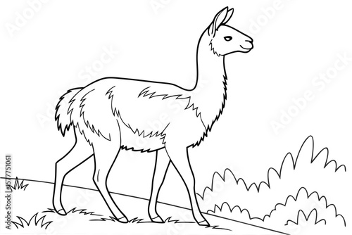 coloring page line art the vicuna black vector