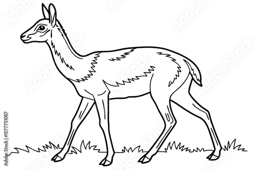 coloring page line art the vicuna black vector