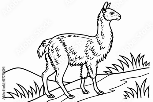 coloring page line art the vicuna black vector