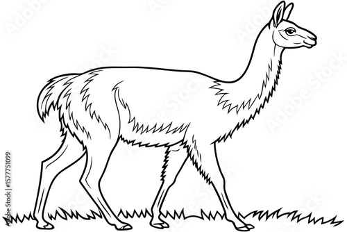 coloring page line art the vicuna black vector