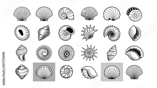 Sea Shells Collection Outlines, Line Art Illustrations, Isolated on a White Background