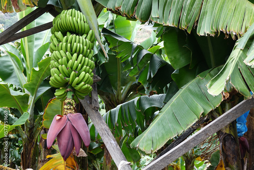 Trek à Madère 2025 - Jour 10 (gros plan sur un régime de bananes)