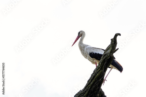 White stork (Ciconia ciconia) isolated close-up standing on a tree branch. Nature documentaries and educational content. Day spring scene in Breclav, Czech Republic.