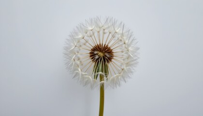 Tableau sur aluminium  a dandelion seed head with its characteristic white wisps, set against a simple gray background that provides no additional context or distr  © Anajak