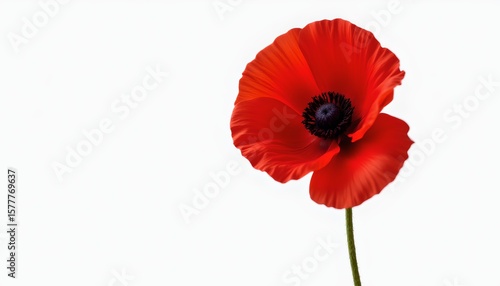 a single red poppy in full bloom against a neutral background.